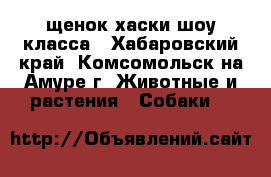 щенок хаски шоу класса - Хабаровский край, Комсомольск-на-Амуре г. Животные и растения » Собаки   